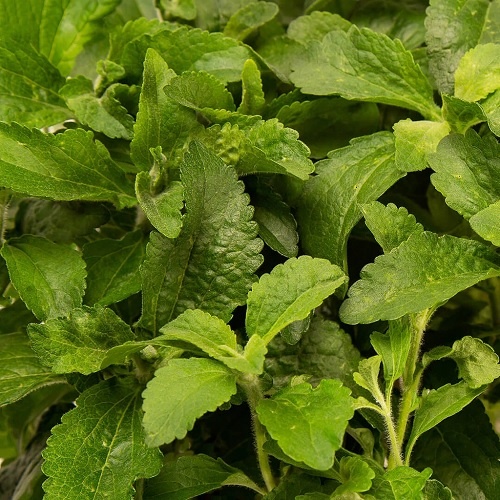 stevia leaves